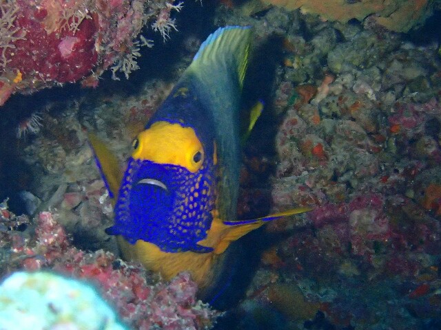 f:id:takedive1988:20230516074517j:image