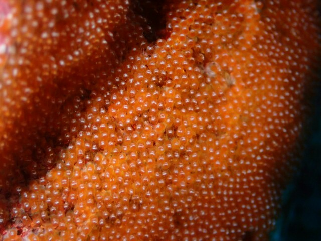 f:id:takedive1988:20230516074537j:image
