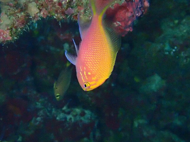 f:id:takedive1988:20230516193500j:image