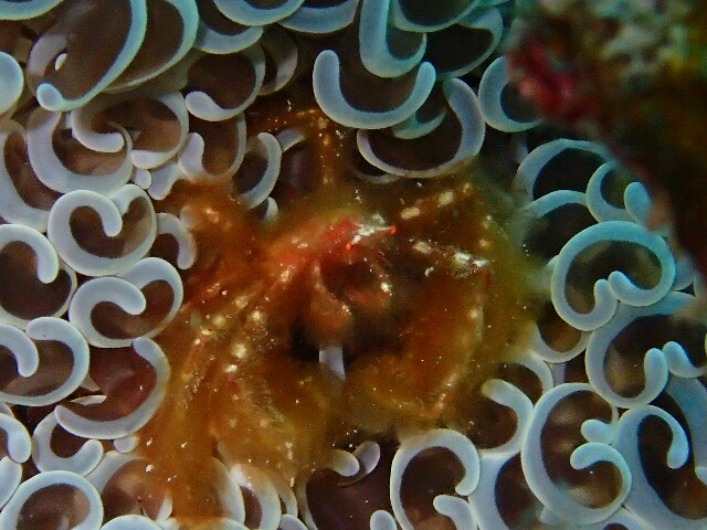 f:id:takedive1988:20230607230322j:image