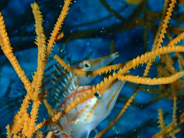 f:id:takedive1988:20230607230342j:image