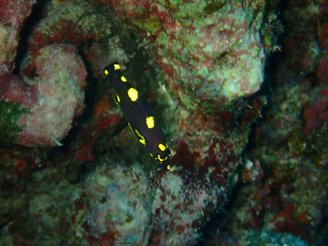 f:id:takedive1988:20230607230405j:image