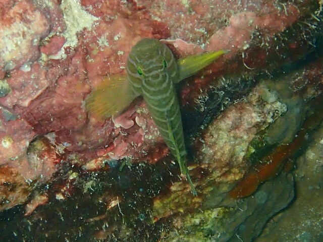 f:id:takedive1988:20230607230458j:image