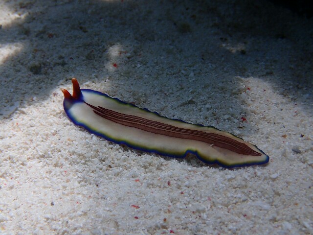 f:id:takedive1988:20230607230546j:image