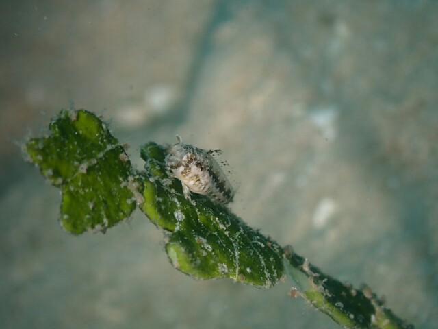 f:id:takedive1988:20230607230659j:image