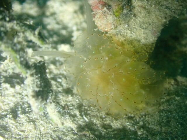 f:id:takedive1988:20230607230838j:image