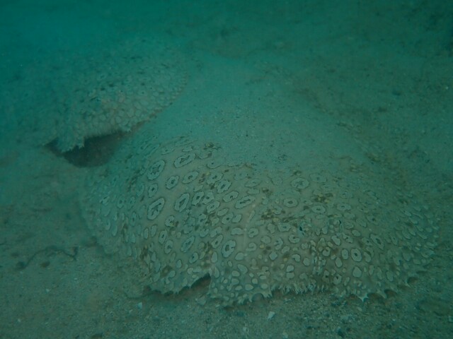 f:id:takedive1988:20230607230859j:image