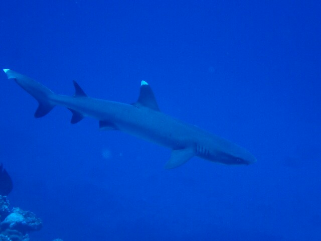 f:id:takedive1988:20230613073620j:image