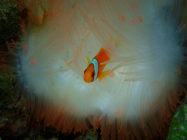 f:id:takedive1988:20230613073721j:image