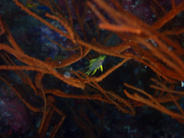 f:id:takedive1988:20230628222011j:image f:id:takedive1988:20230628222011j:image