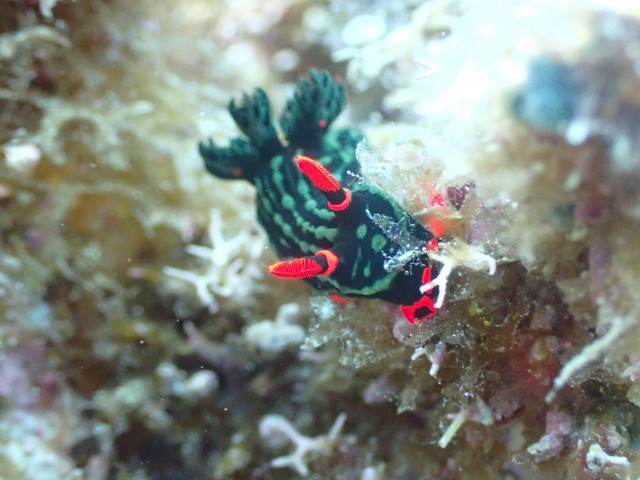 f:id:takedive1988:20230706172536j:image