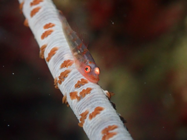 f:id:takedive1988:20230706172545j:image