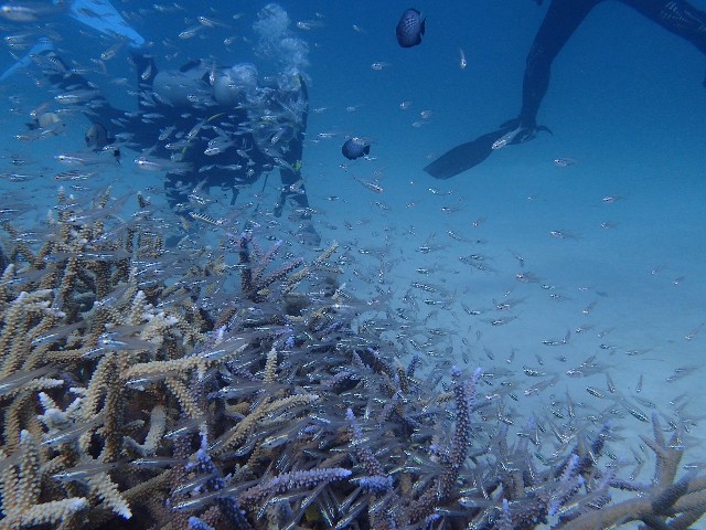 f:id:takedive1988:20230708173917j:image
