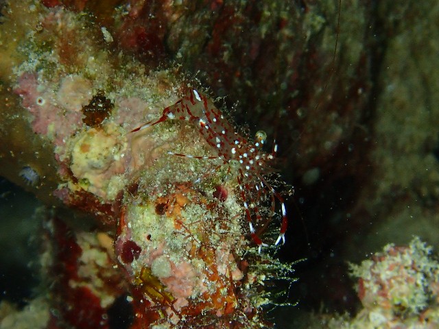 f:id:takedive1988:20230708173955j:image