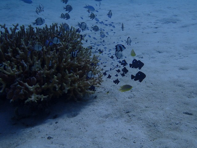 f:id:takedive1988:20230708174004j:image