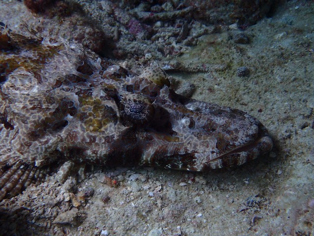 f:id:takedive1988:20230708174016j:image