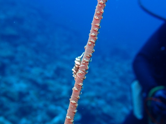 f:id:takedive1988:20230708174115j:image