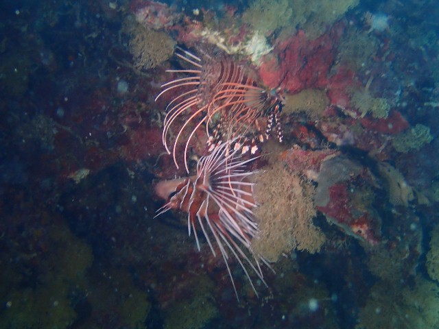 f:id:takedive1988:20230708174152j:image