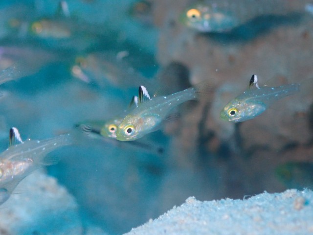 f:id:takedive1988:20230709174231j:image