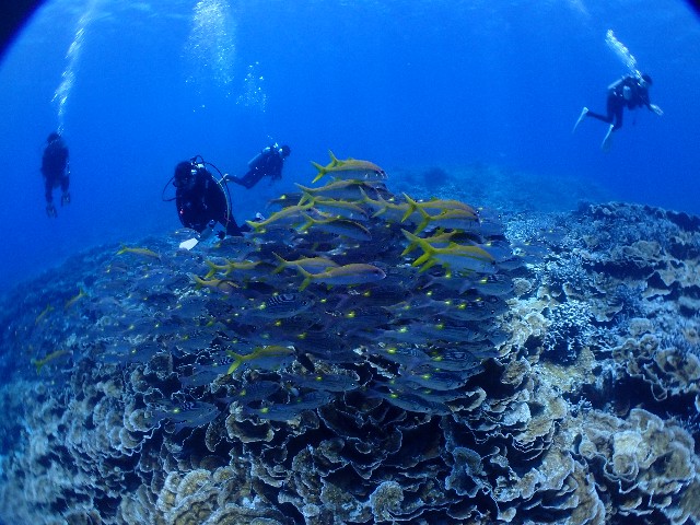 f:id:takedive1988:20230720092942j:image