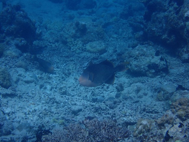 f:id:takedive1988:20230720093057j:image