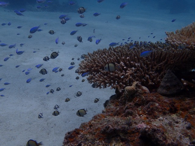 f:id:takedive1988:20230720180558j:image