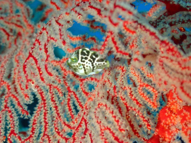 f:id:takedive1988:20230720181545j:image