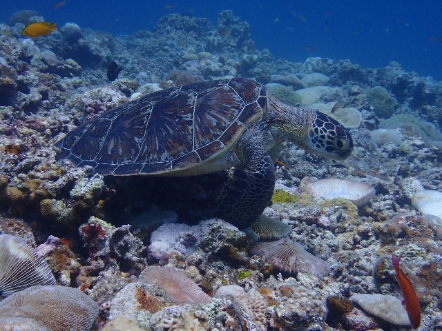 f:id:takedive1988:20230720181718j:image
