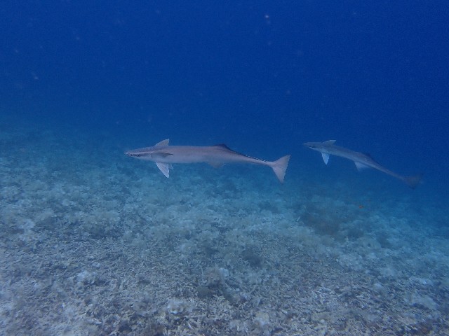 f:id:takedive1988:20230720181737j:image