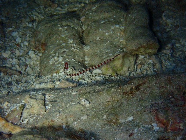 f:id:takedive1988:20230720181757j:image