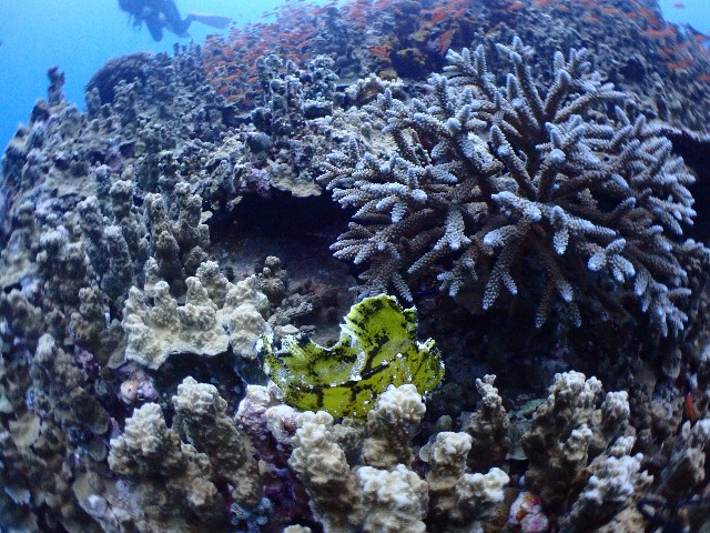 f:id:takedive1988:20230720181903j:image