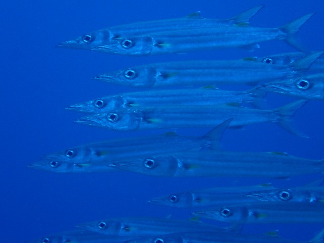 f:id:takedive1988:20230720183034j:image f:id:takedive1988:20230720183034j:image