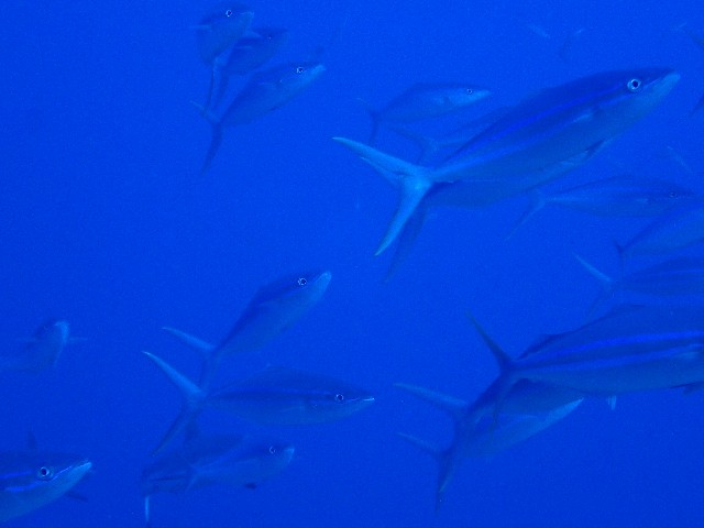 f:id:takedive1988:20230721172706j:image f:id:takedive1988:20230721172706j:image