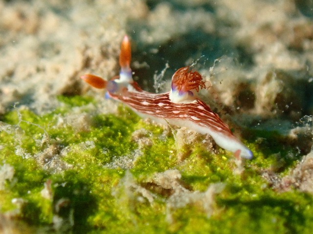 f:id:takedive1988:20230801181543j:image