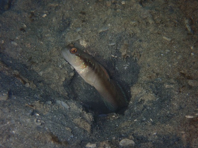 f:id:takedive1988:20230801181743j:image