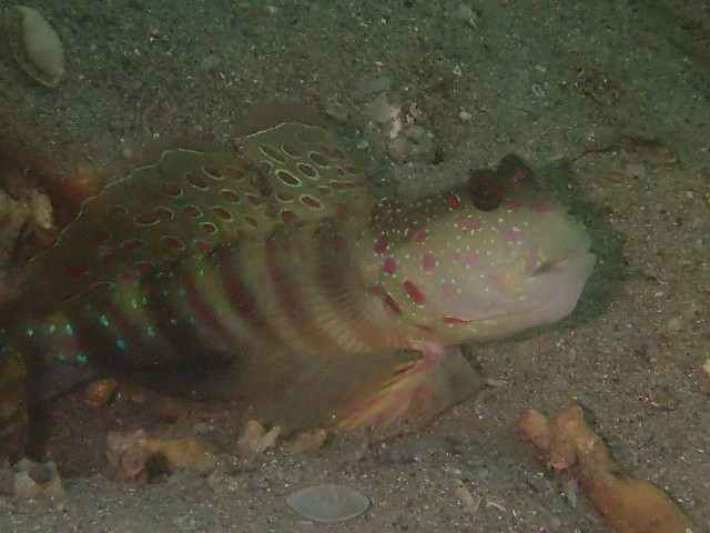 f:id:takedive1988:20230801181900j:image