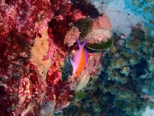 f:id:takedive1988:20230801181946j:image