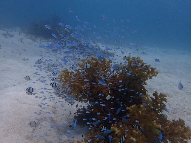 f:id:takedive1988:20230801182000j:image
