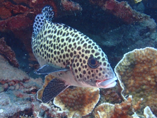 f:id:takedive1988:20230817215539j:image
