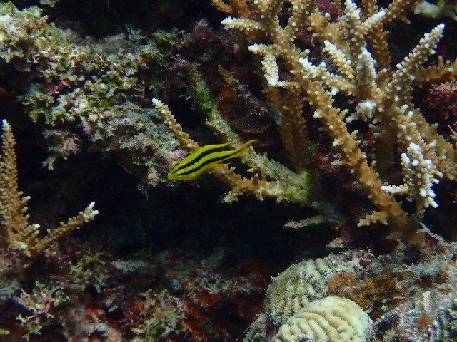 f:id:takedive1988:20230817215548j:image