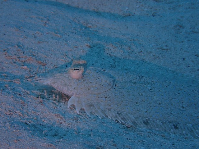f:id:takedive1988:20231114205848j:image