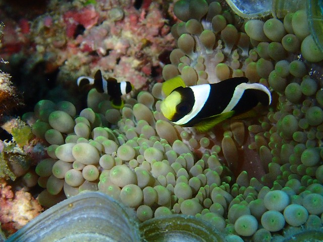 f:id:takedive1988:20231114210004j:image