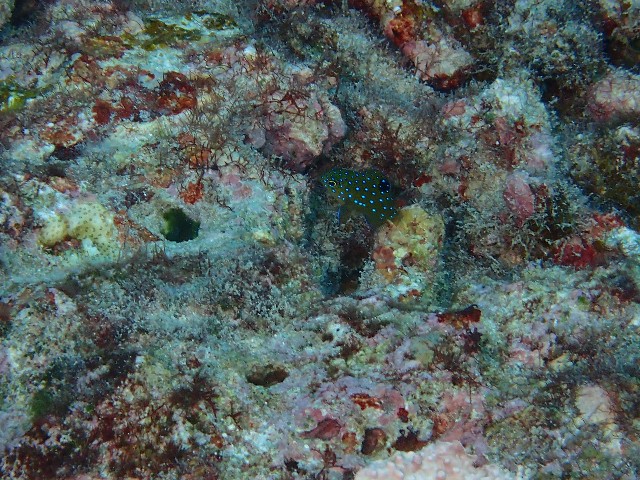 f:id:takedive1988:20231114210110j:image