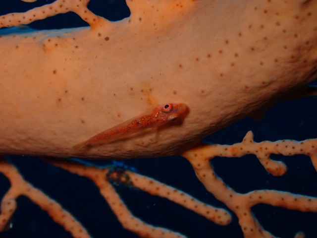 f:id:takedive1988:20231114210124j:image