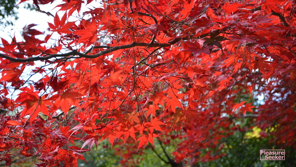 f:id:takedon07:20201125144740j:plain