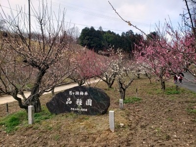 f:id:takehikom:20200223213741j:plain