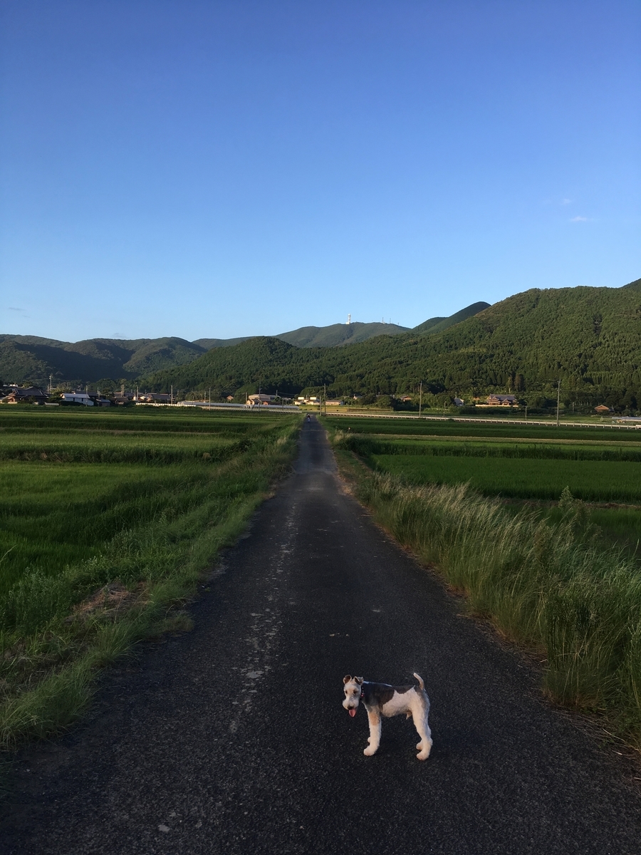 f:id:takehiro0405:20190806210429j:plain