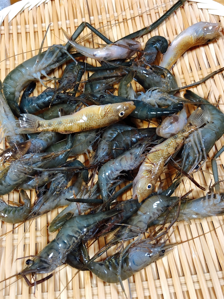 f:id:takehiro0405:20190811224340j:plain
