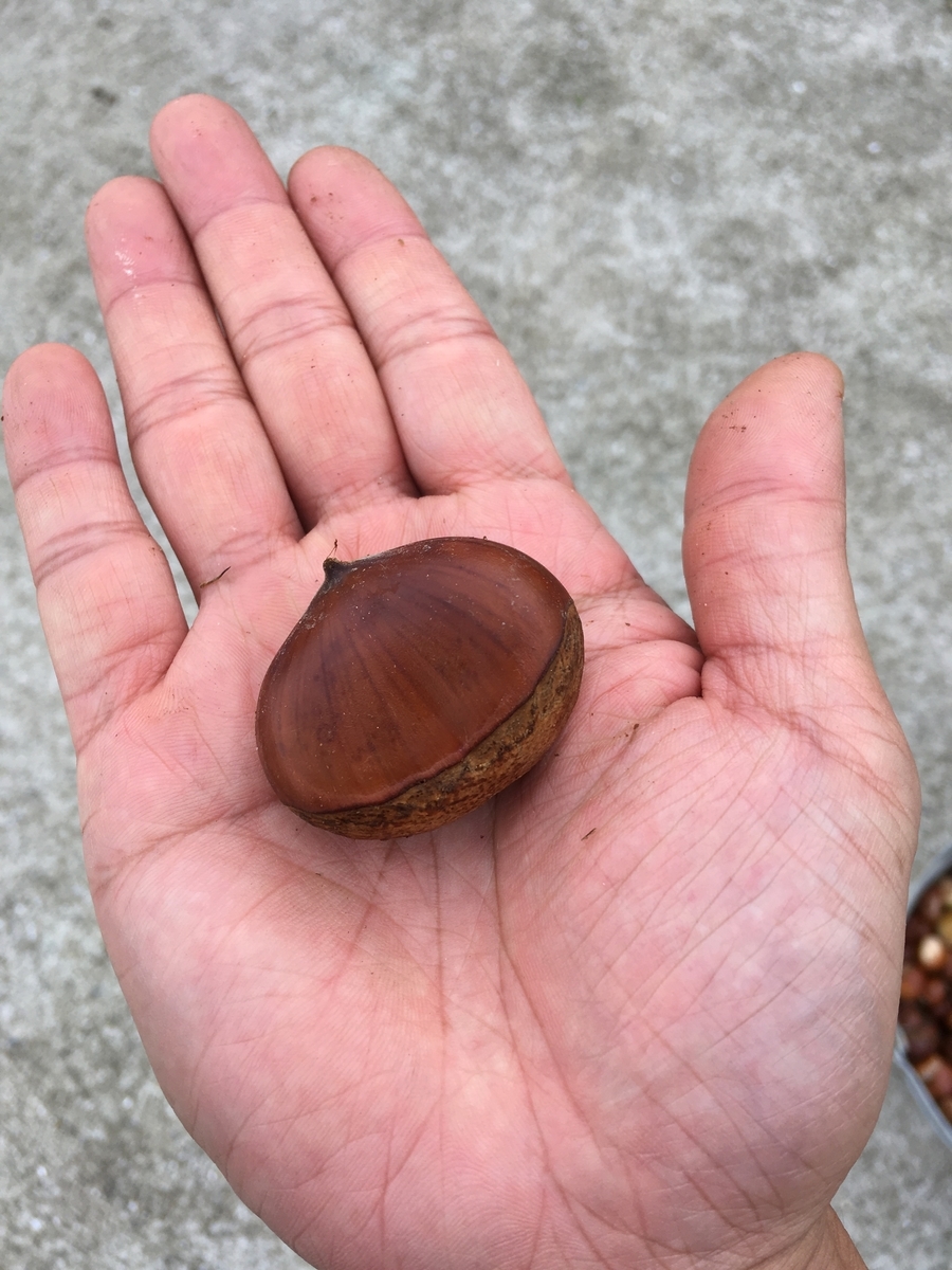 f:id:takehiro0405:20191003200834j:plain