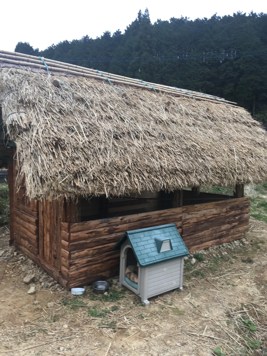 ニワトリを茅葺屋根のニワトリ小屋に移動 山内診療所 てるてる農場